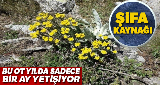 Bu ot yılda sadece bir ay yetişiyor