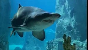 Akvaryum'da 'Keşkül'ün Dev Köpek Balığı ile Karşılaşması Herkesi Güldürdü