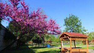 Baharın müjdecisi erguvanlar göz kamaştırıyor