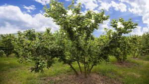 Fındıkta İlkbahar İçin Zirai Uygulama Önerisi