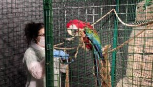 Hayvanat Bahçesinde Ziyaretçi Özlemi