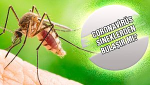 Koronavirüs Sivrisineklerden Bulaşır Mı?