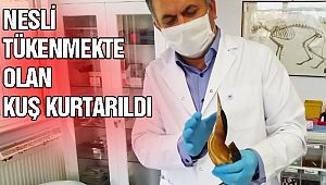 Pandemi Sürecinde Hayvanlar İhmal Edilmiyor!