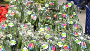 Yerli Tohum Mahsulleri Reyonlarda