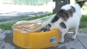 Beşiktaş'ta Mama Kapları Yenileriyle Değiştirildi