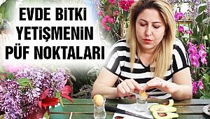 Kartal Belediyesi'nden Evde Bitki Yetiştirmenin Püf Noktaları