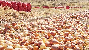 Soğan İhracatı Kontrollü Yapılacak!