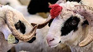 Kurban Vekalet Ücretleri Belli Oldu!