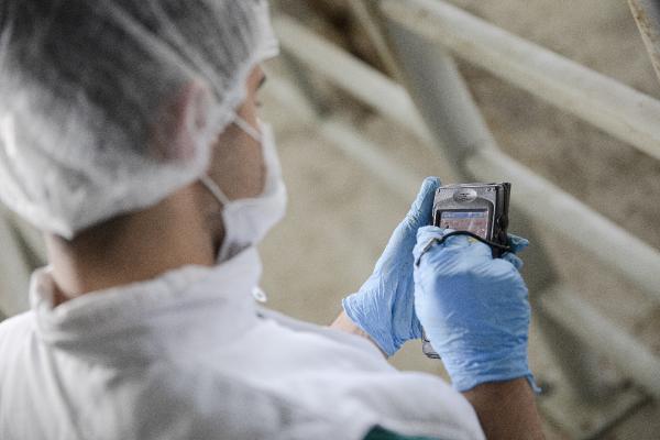 Kurban pazarlarına online satış alternatifi 