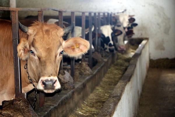 Kurbanlık Hayvanlarda 'Kene' Riski