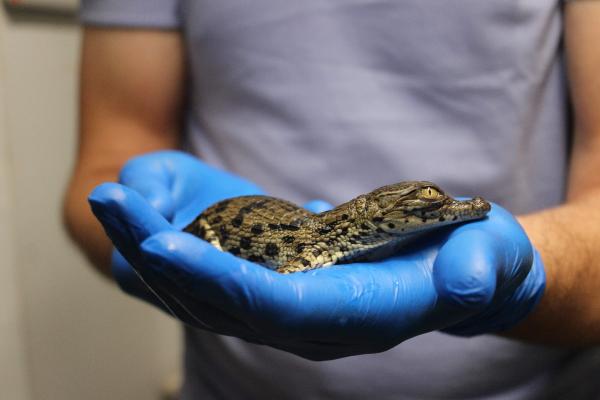 Nil Timsahları Yumurtadan Çıktı