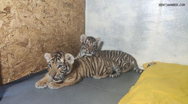 Türkiye'nin 2 Bengal Kaplanı Daha Oldu