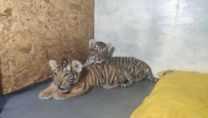 Türkiye'nin 2 Bengal Kaplanı Daha Oldu