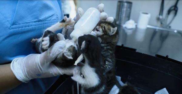 Anneleri Ölen Beş Yavru Kediye Ekiplerden Yardım Eli