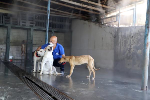 Çöl Sıcaklarında Sokak Hayvanları Unutulmadı