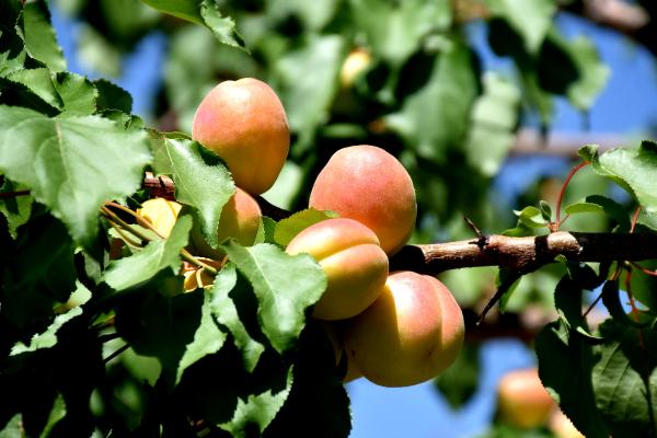 Güneşin Zararlı Etkilerine Karşı Kayısı ve Havuç!