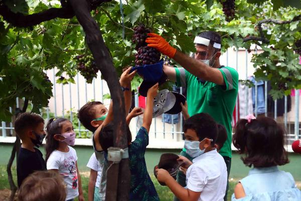 Minikler Üzüm Bağı'nda Hasat Yaptı