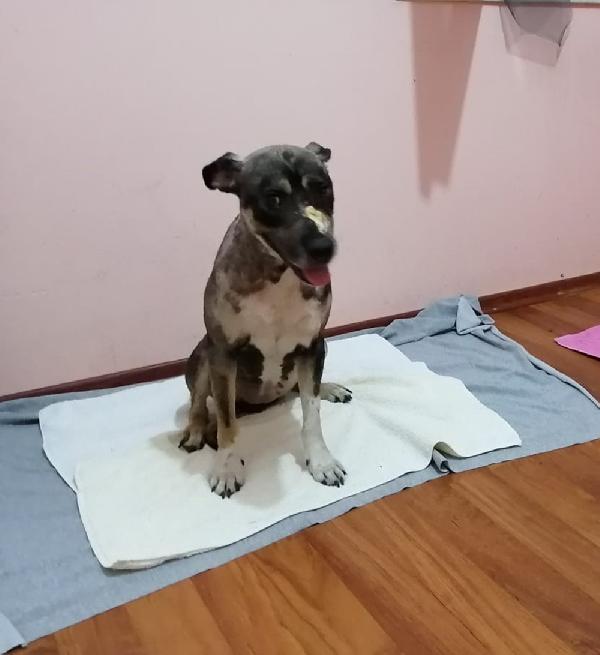 Sokak köpeği Tokyo yeni hayatına yeni ailesiyle başladı