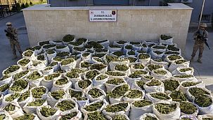 236 bin 500 kök kenevir ele geçirildi