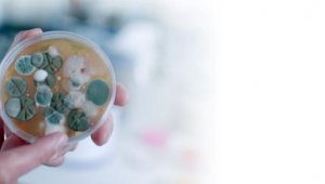 Evlerin yüzde 93'ünde ağır metaller bulundu