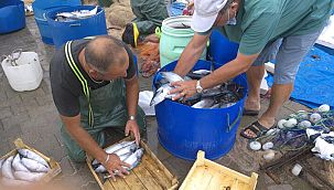 Palamut bolluğu fiyatlara da yansıdı