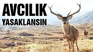 230 STK’dan Ortak Çağrı: Avcılık Yasaklansın