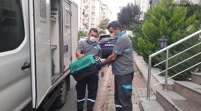 Çatıdaki yaralı martıya belediye yardıma koştu