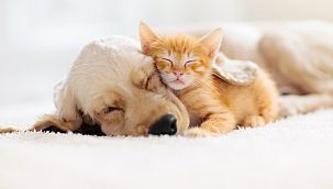 İlginç araştırma: Evcil hayvanı olanlar daha çekici