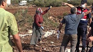 Kesilen zeytin ağaçları akrabaları birbirine düşürdü