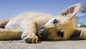 Sokak hayvanları nelerle karşılaşıyor?