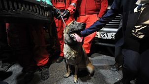Arama köpeği Bob’un enkazda bulduğu kedi kurtarıldı