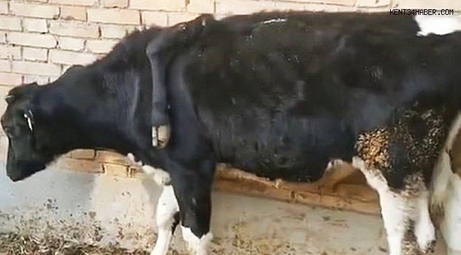 Görenler inanamadı… 5 bacaklı inek