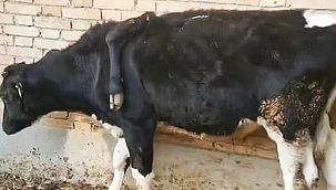 Görenler inanamadı… 5 bacaklı inek