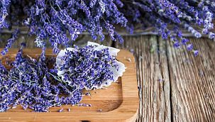 Lavanta üretiminin artırılması amaçlanıyor