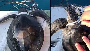 Yavru caretta carettayı balıkçılar kurtardı