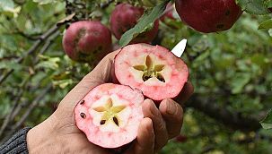 Badele elmasına talep artıyor