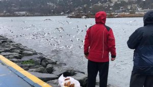 Haliç'te martı ve kazlar görenleri şaşırtıyor