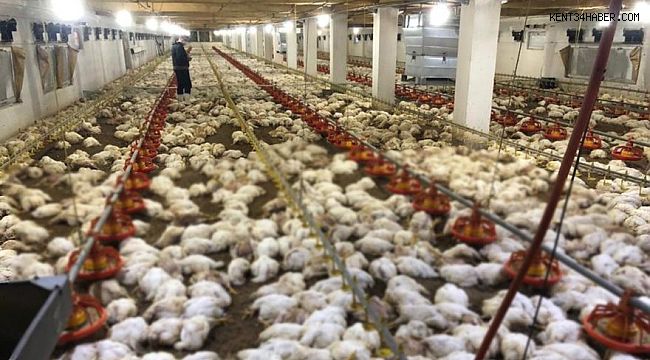 Kapıyı açtılar şoke oldular! Hepsi ölmüş