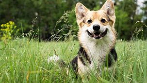 Köpek adları da coronadan etkilendi