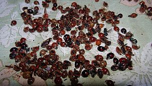 Rize’de ‘uğur böceği’ istilası