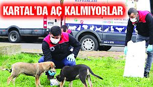 Sokak Hayvanlarına