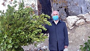 Topladıkları defneden günlük 500 lira kazanıyorlar