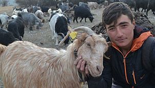 7 yaşından beri çobanlık yapıyor