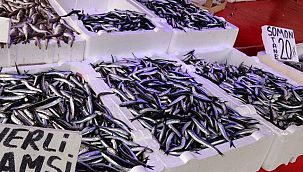 Hamsi avına yasak getirildi