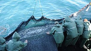Karadeniz’de bir ilk; balıklar tersine göçe başladı