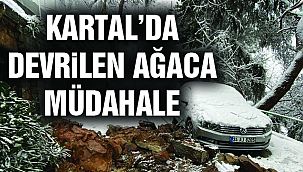 Kartal Belediyesi Ekiplerinden Devrilen Ağaca Müdahale