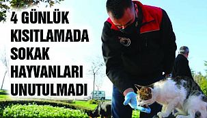 Kısıtlamada Sokak Hayvanları Unutulmadı