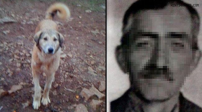 Köpeğini 'fazla ekmek yiyor' diye öldürdü