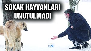 Sokak Canları Karlı Havada da Unutulmadı