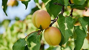 Arılar kayısının kalitesi artıyor